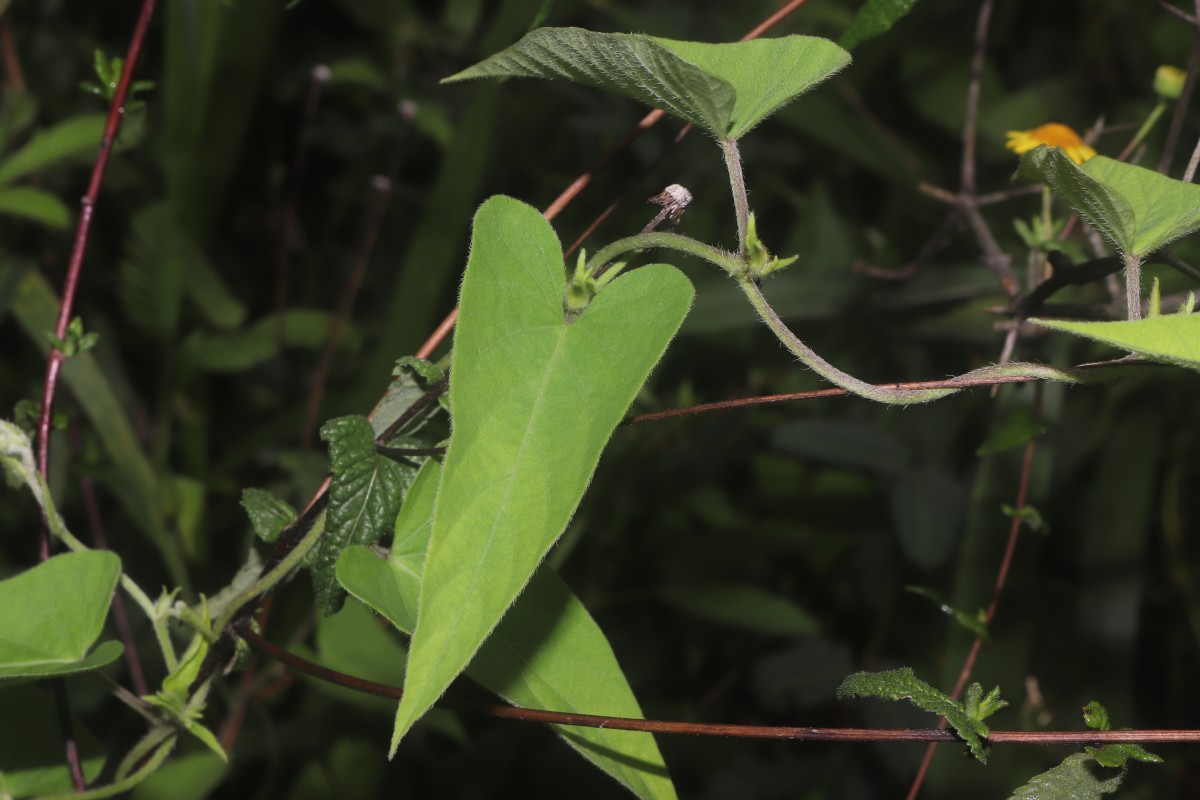 Ipomoea eriocarpa R.Br.